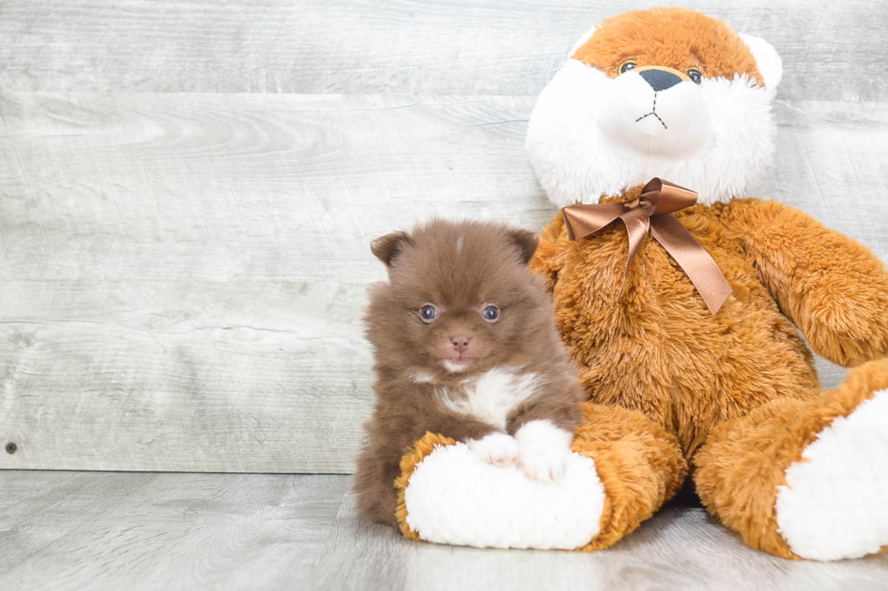 Friendly Pomeranian Baby