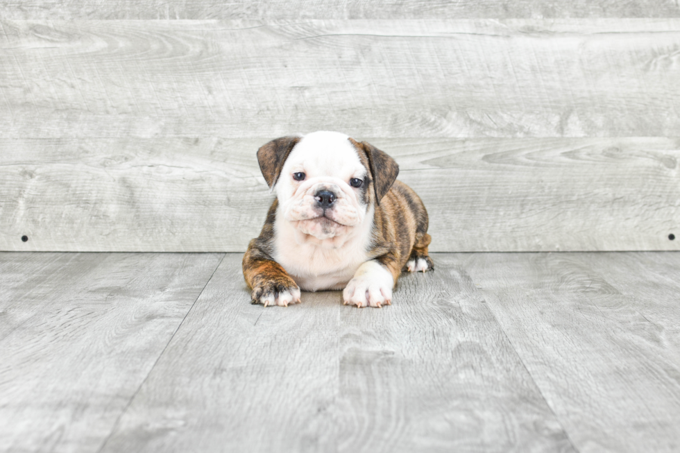 Cute English Bulldog Baby