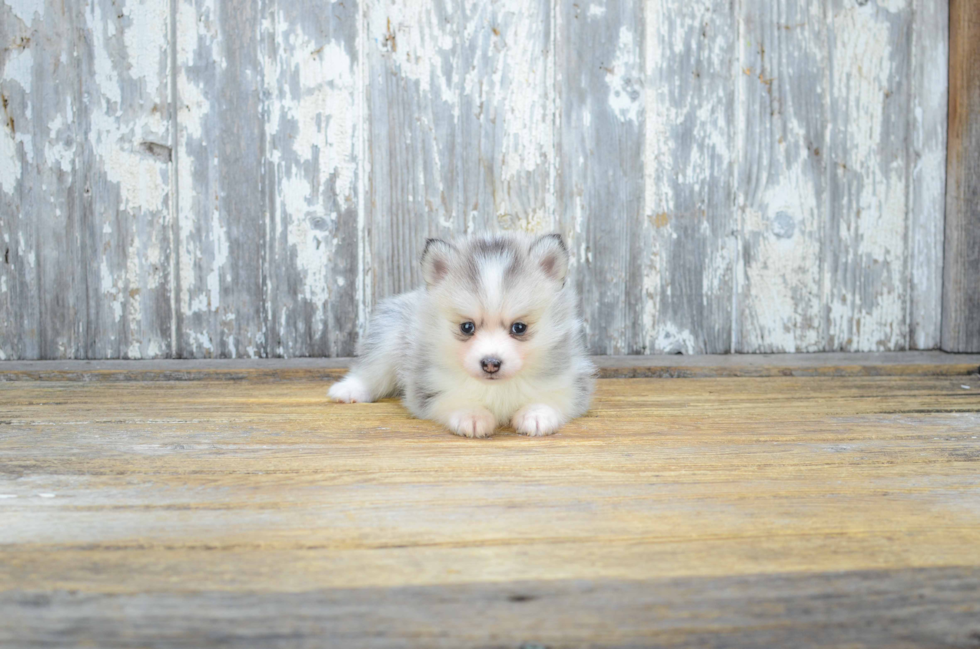 Pomsky Pup Being Cute