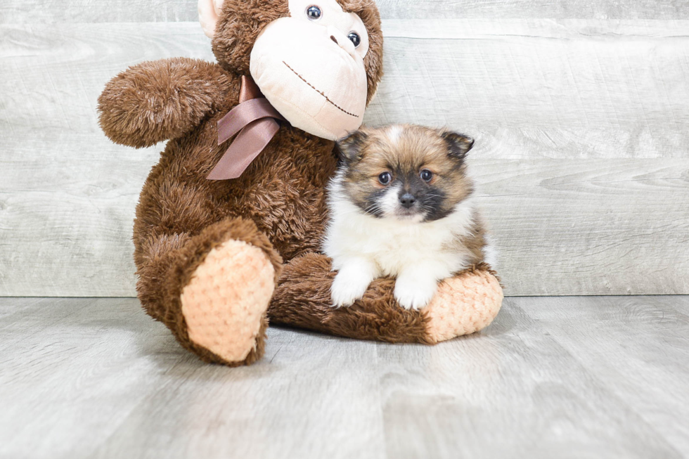 Small Pomeranian Purebred Pup