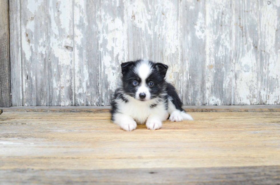 Petite Pomsky Designer Pup