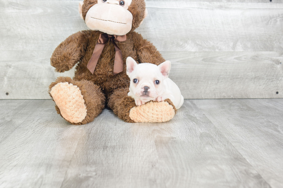 Best French Bulldog Baby