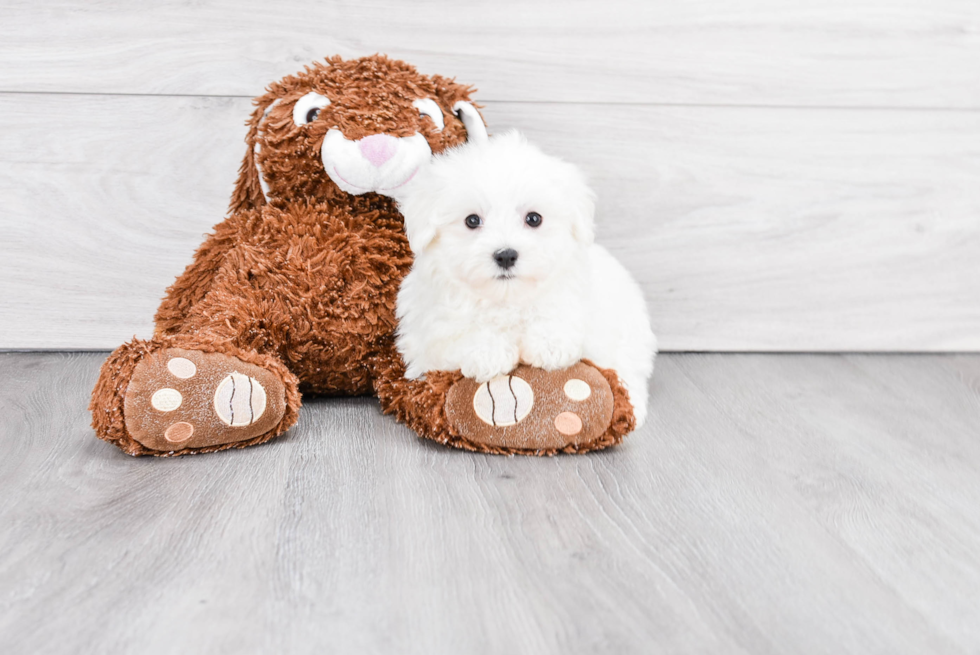 Popular Maltese Purebred Pup