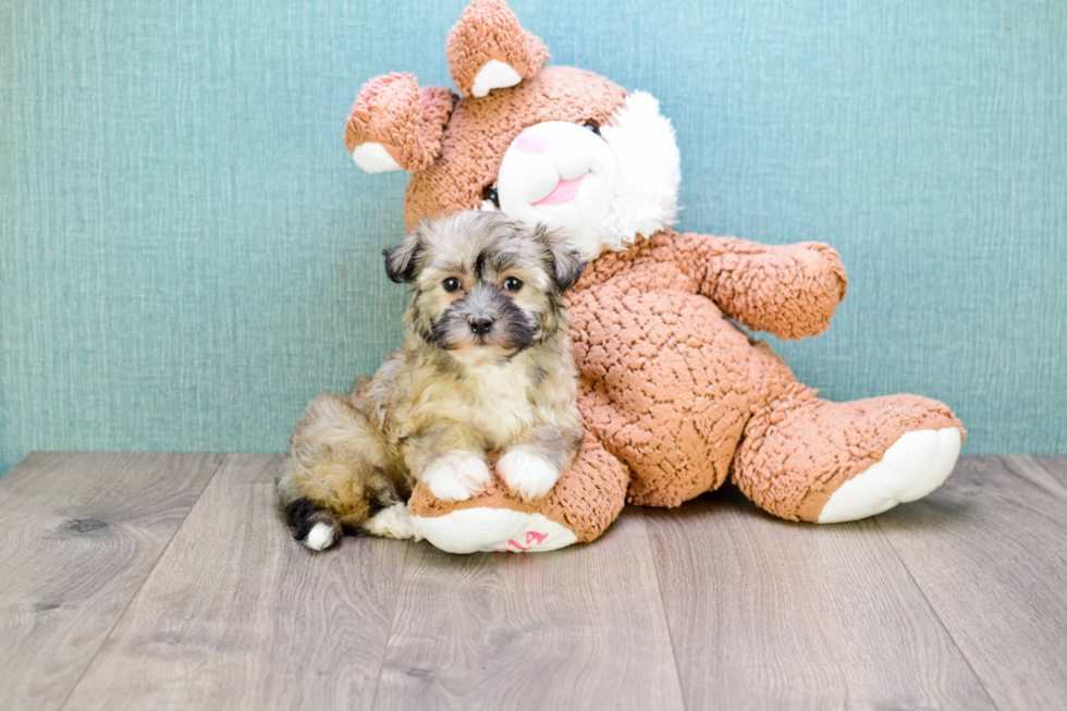 Best Havanese Baby