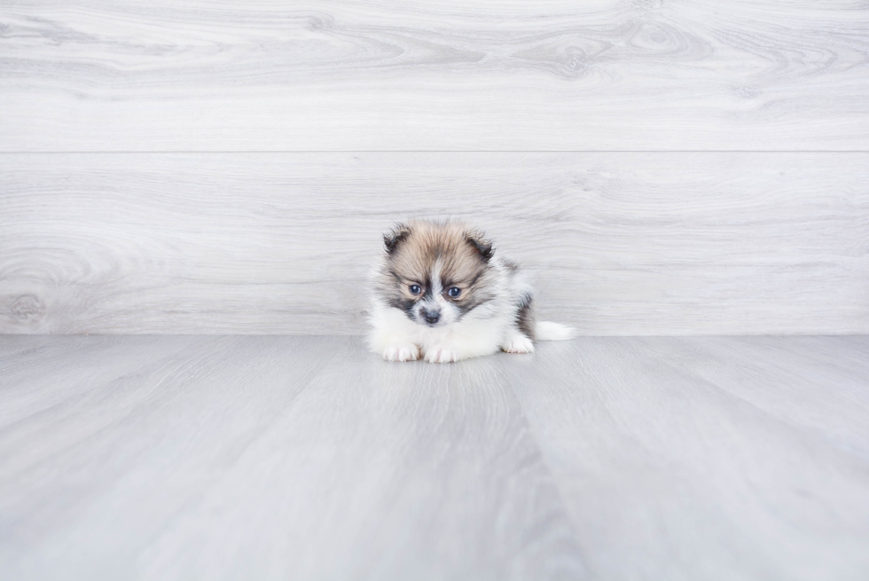 Pomeranian Puppy for Adoption