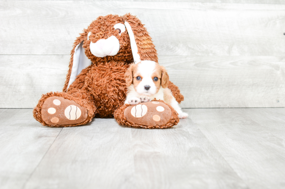 Best Cavalier King Charles Spaniel Baby