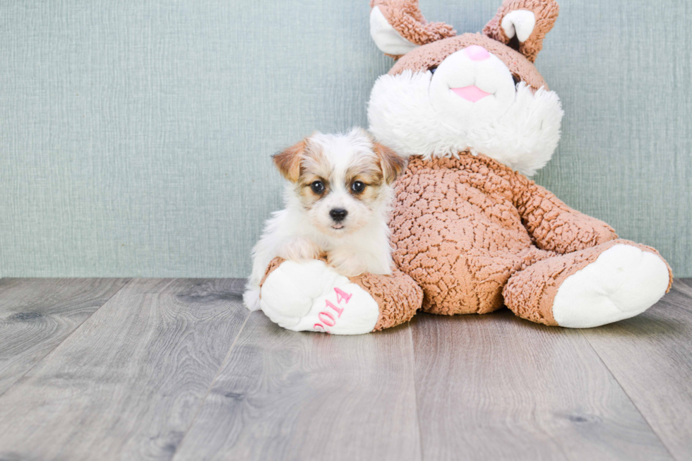 Friendly Teddy Bear Baby