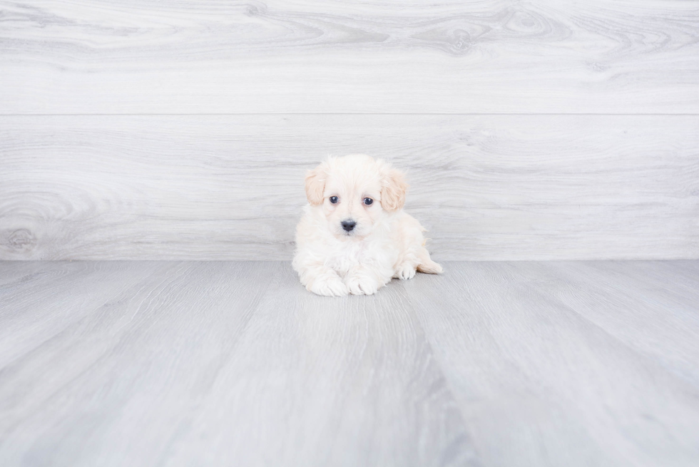 Best Maltipoo Baby