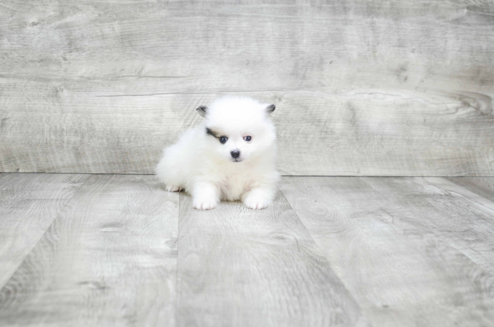 Pomeranian Pup Being Cute