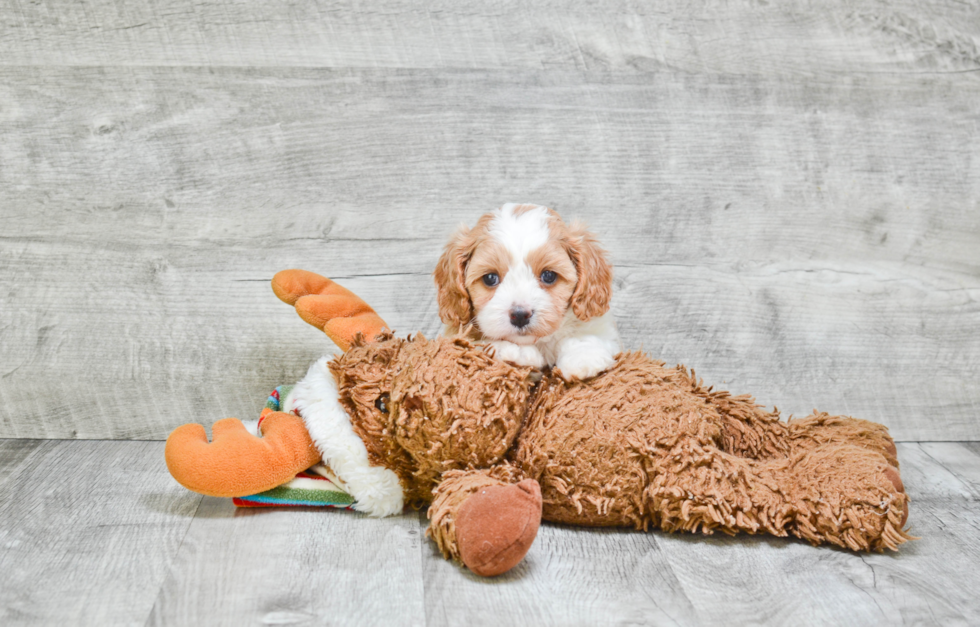 Energetic Cavalier Designer Puppy