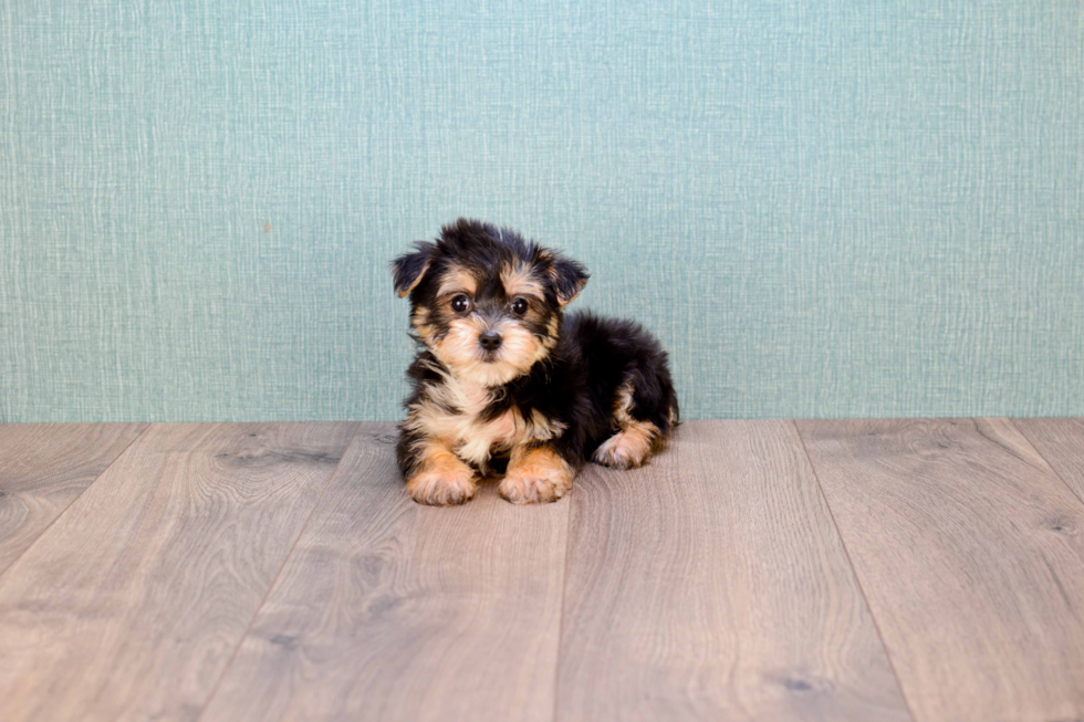 Small Morkie Baby