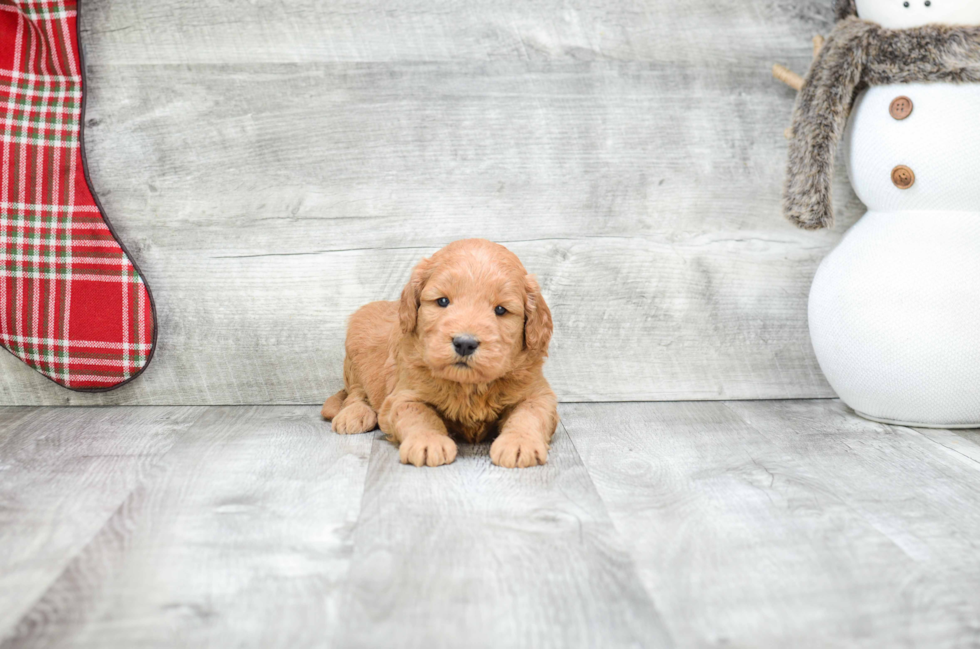 Best Mini Goldendoodle Baby