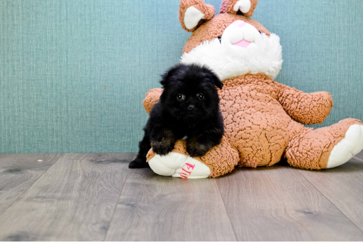 Yorkie Pom Pup Being Cute