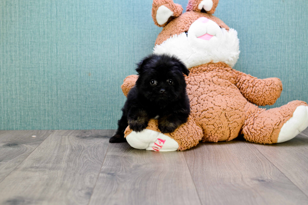 Yorkie Pom Pup Being Cute