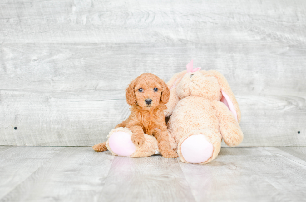 Mini Goldendoodle Pup Being Cute