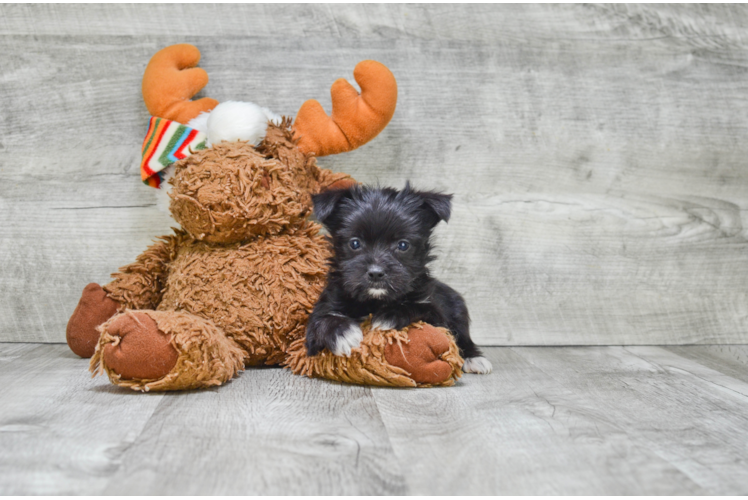 Morkie Pup Being Cute
