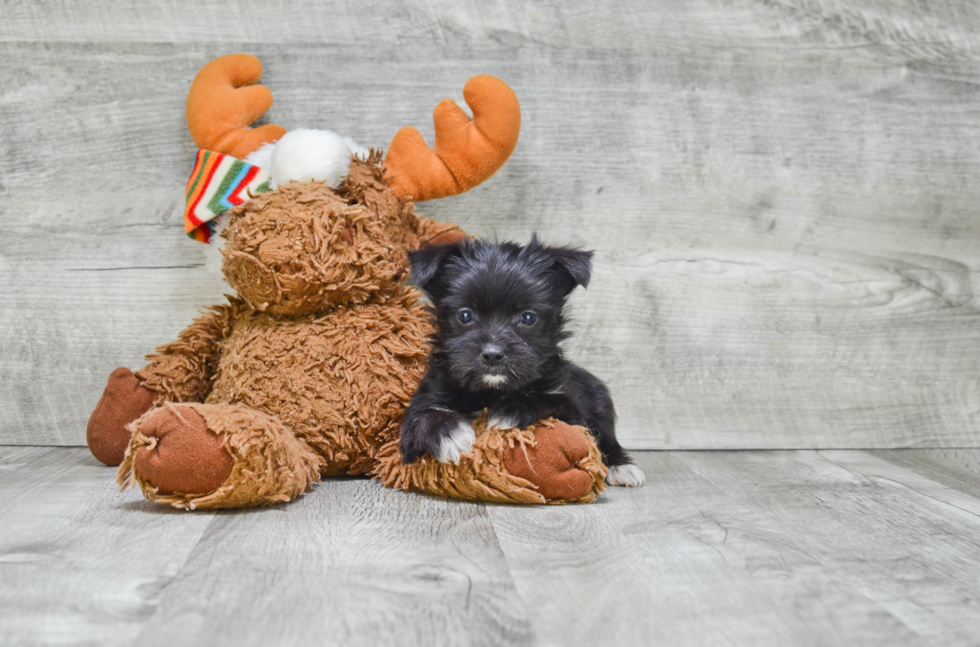 Morkie Pup Being Cute