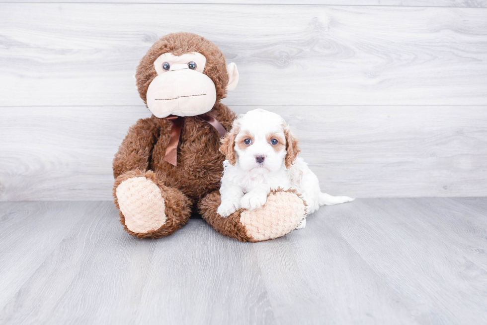 Smart Cavapoo Poodle Mix Pup