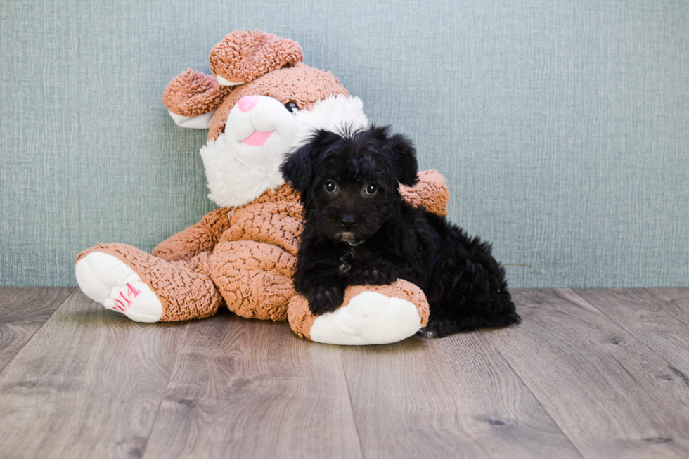 Morkie Pup Being Cute