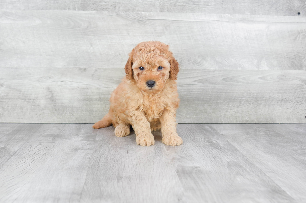 Mini Goldendoodle Pup Being Cute