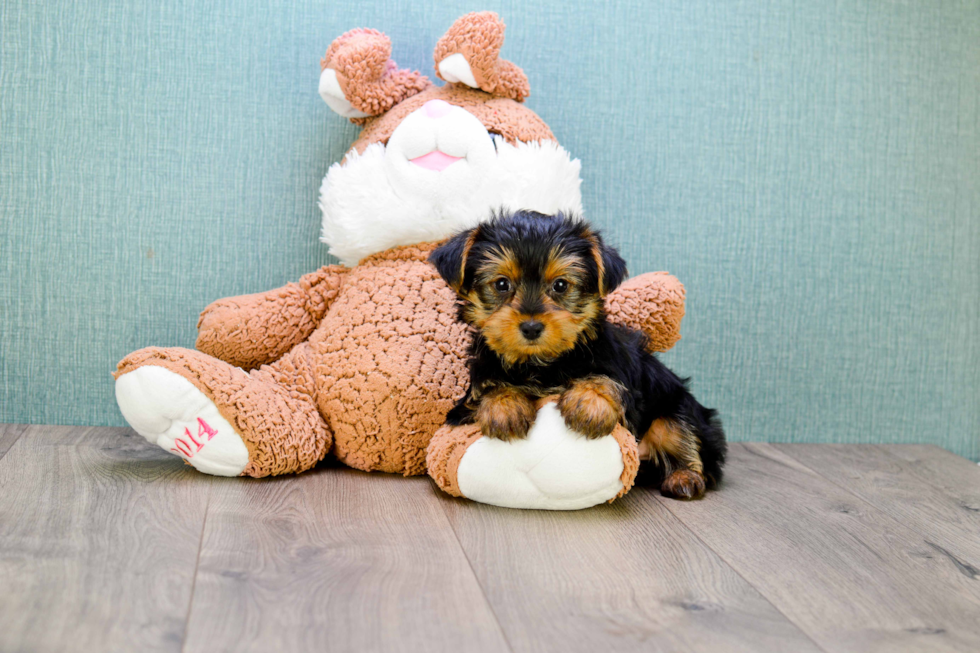 Meet Jeremy - our Yorkshire Terrier Puppy Photo 