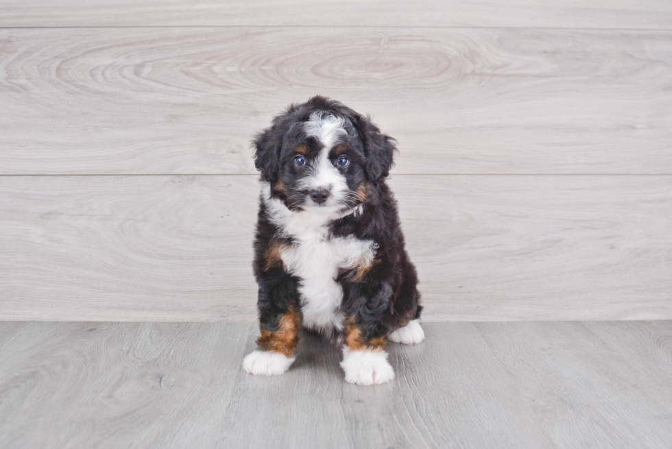 Mini Aussiedoodle Puppy for Adoption