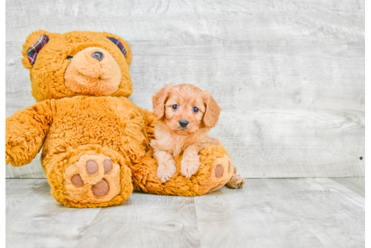 Best Cavapoo Baby