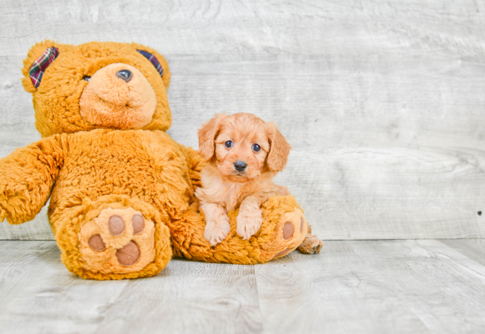 Best Cavapoo Baby