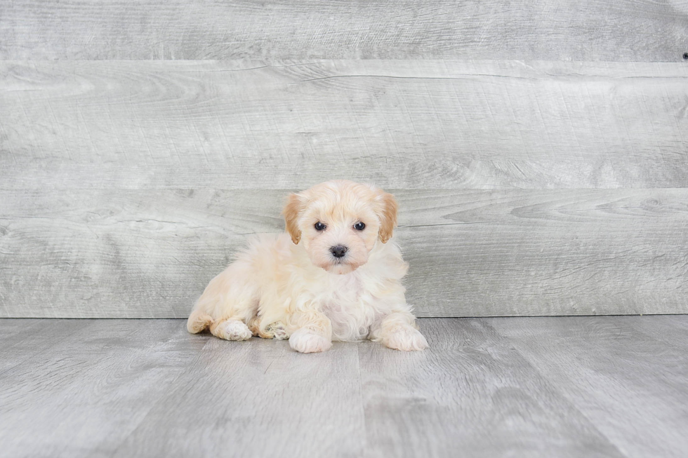 Best Maltipoo Baby