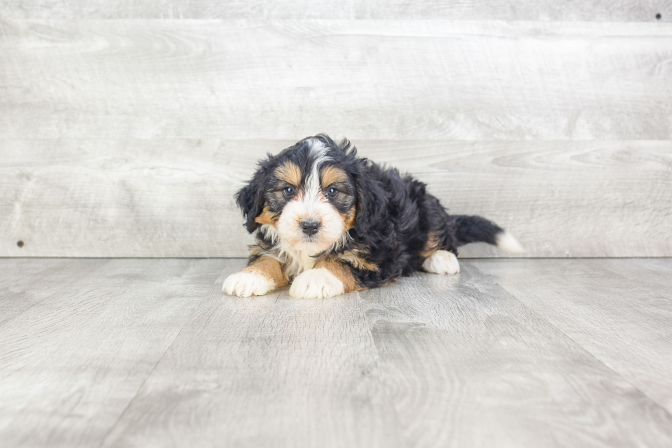 Adorable Bernadoodle Poodle Mix Puppy