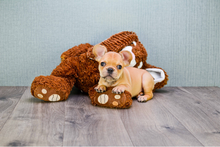 French Bulldog Puppy for Adoption