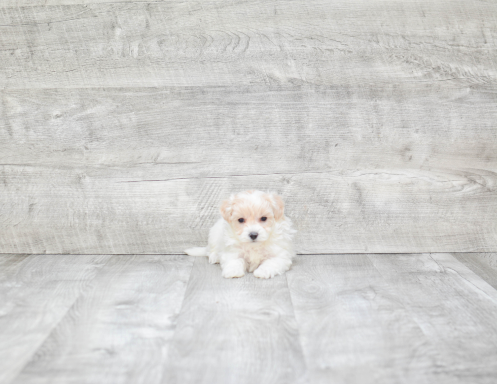 Smart Maltipoo Poodle Mix Pup