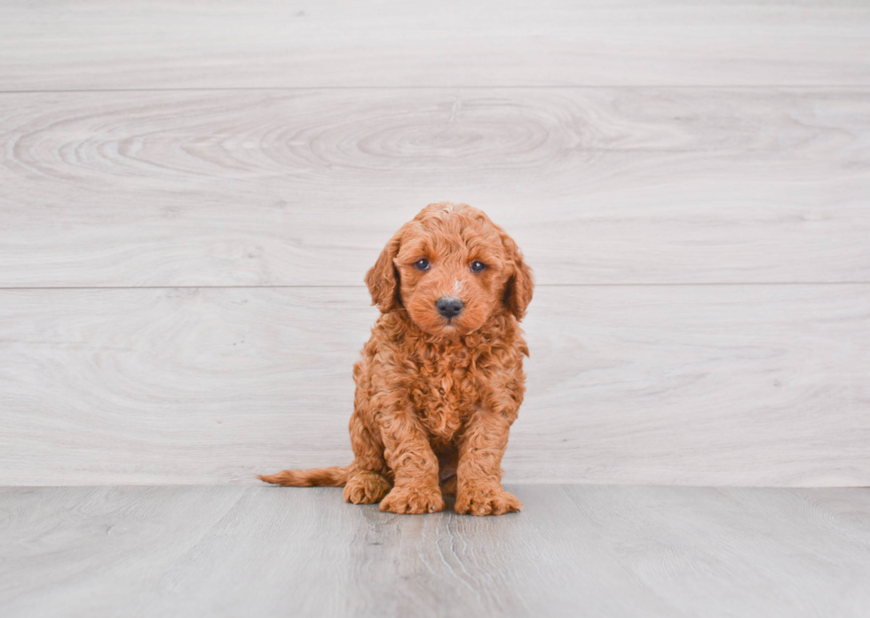 Fluffy Mini Goldendoodle Poodle Mix Pup