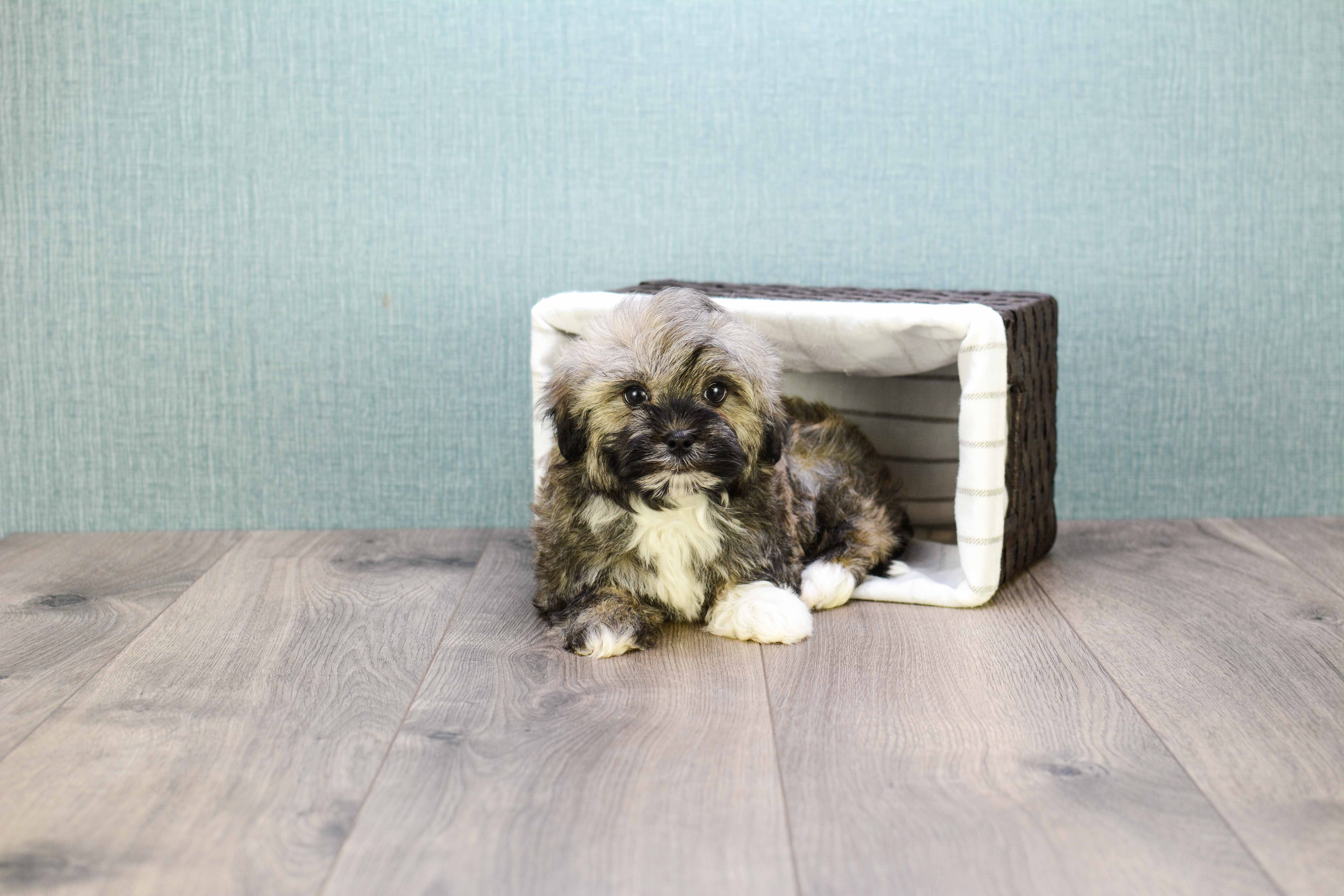 Small Havanese Purebred Pup