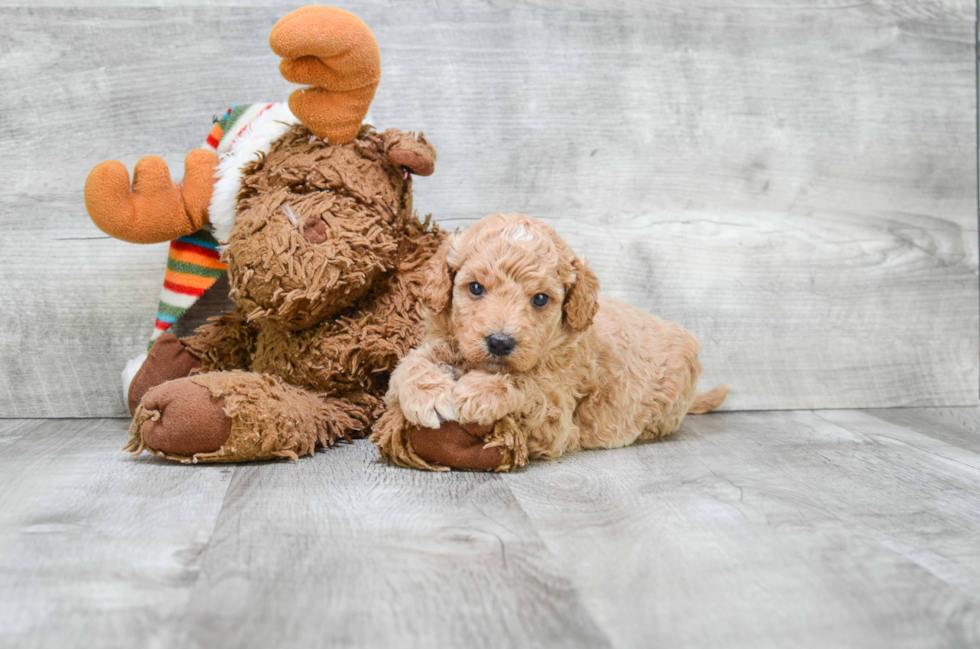 Best Mini Goldendoodle Baby