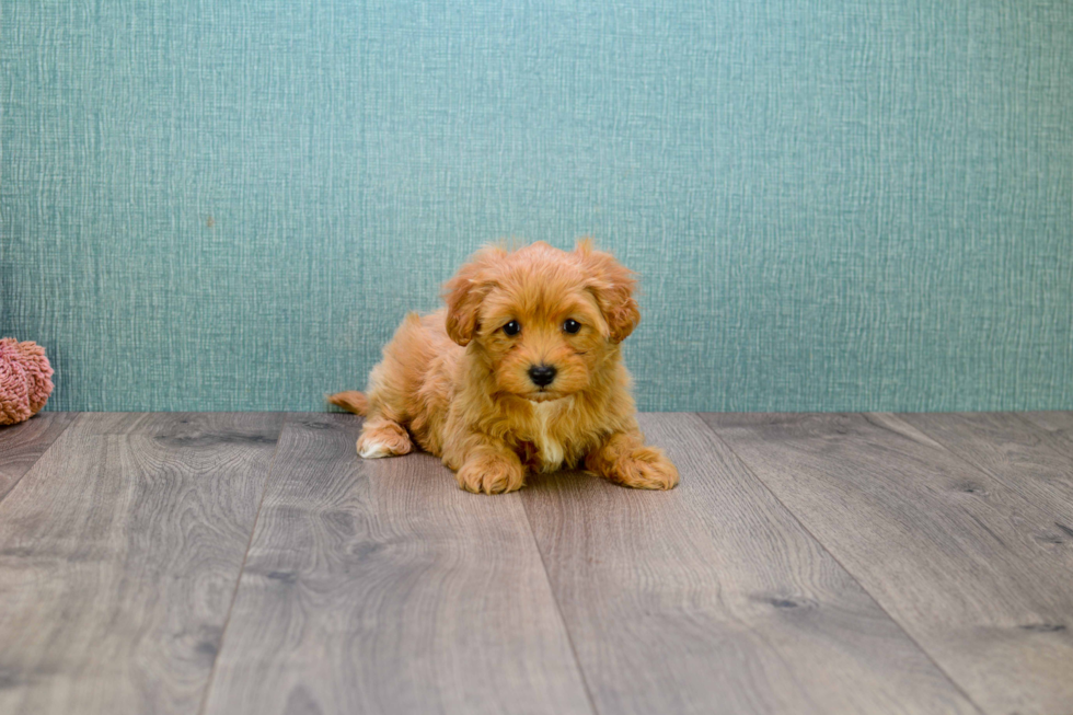 Popular Cavapoo Poodle Mix Pup