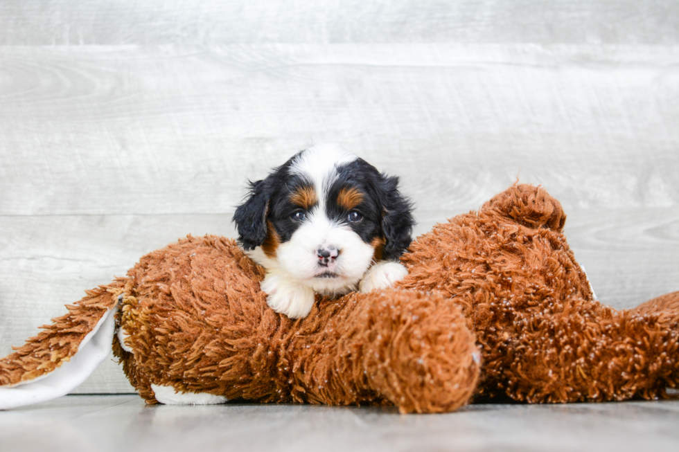 Sweet Mini Bernedoodle Baby