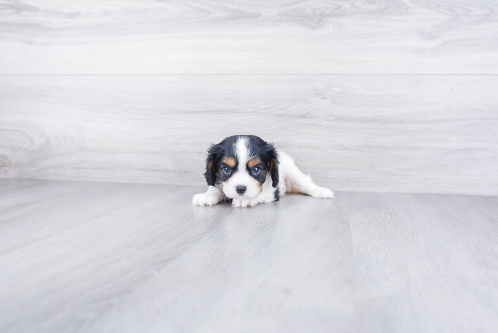 Cavalier King Charles Spaniel Pup Being Cute