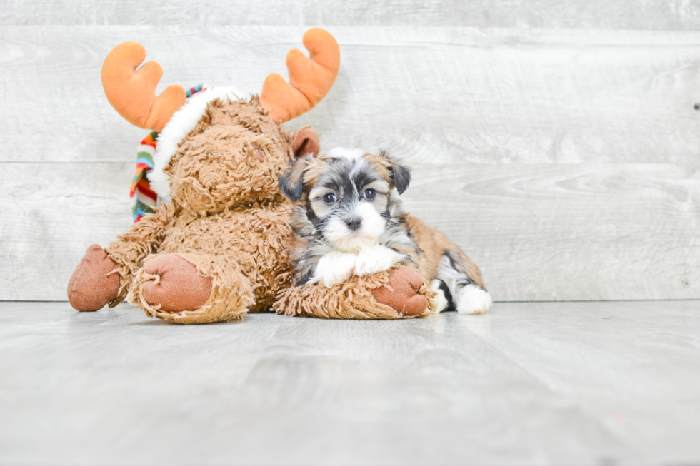 Friendly Havanese Purebred Pup