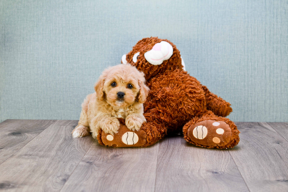 Cavapoo Puppy for Adoption