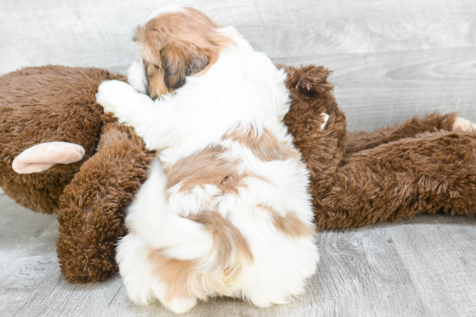 Teddy Bear Pup Being Cute