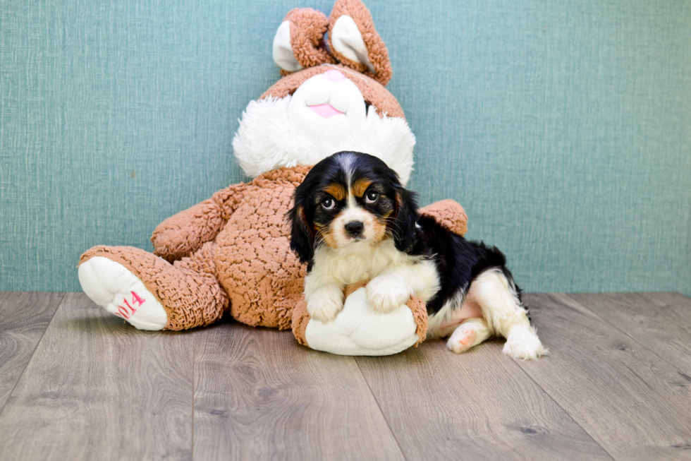 Friendly Cavalier King Charles Spaniel Baby