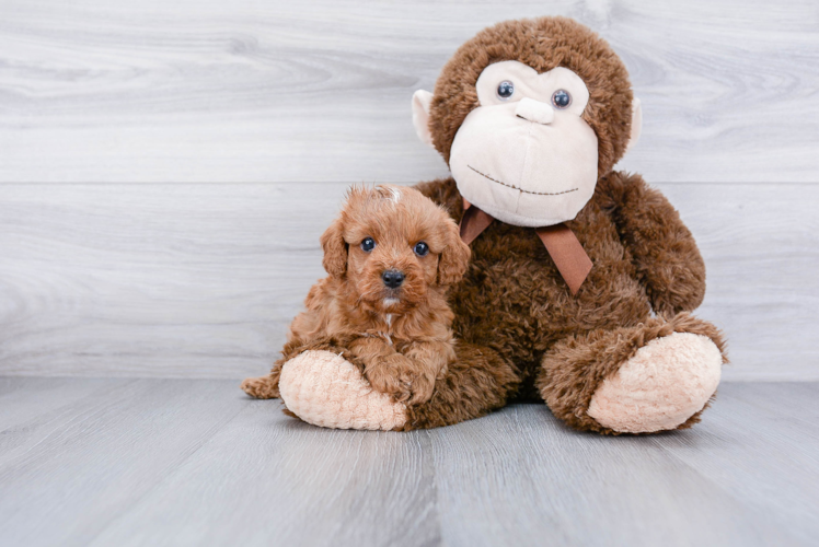 Best Cavapoo Baby