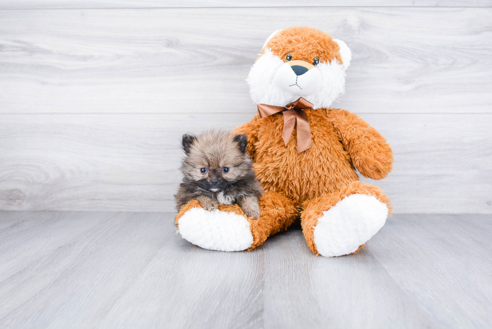 Pomeranian Puppy for Adoption