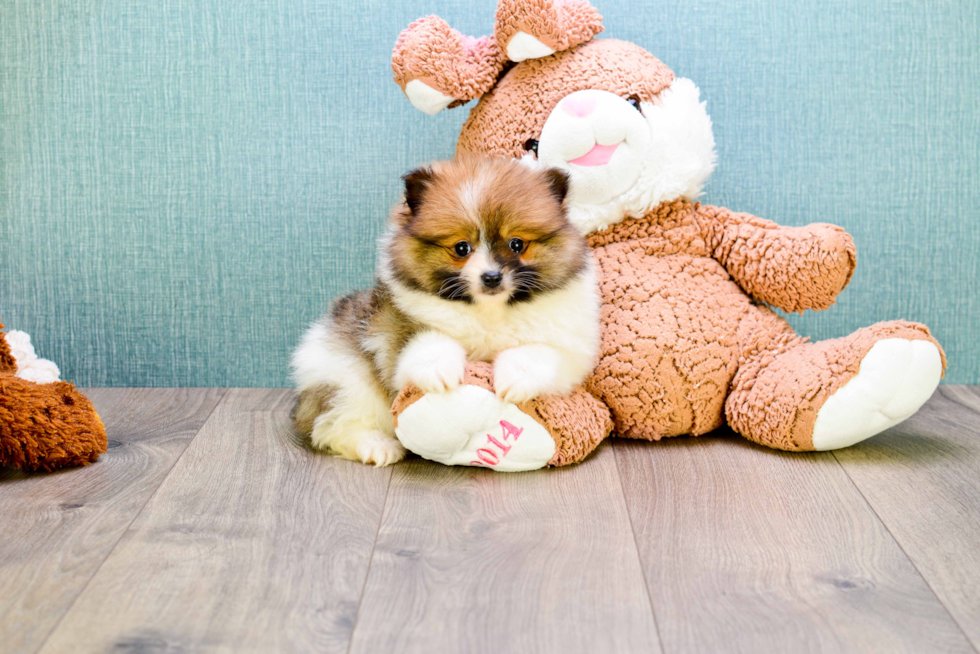 Fluffy Pomeranian Purebred Puppy