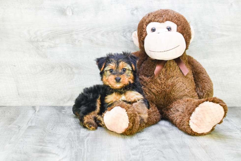 Meet Lisa - our Yorkshire Terrier Puppy Photo 