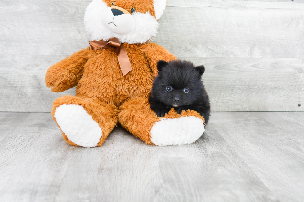 Pomeranian Pup Being Cute