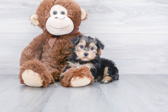 Little Yorkie Designer Puppy