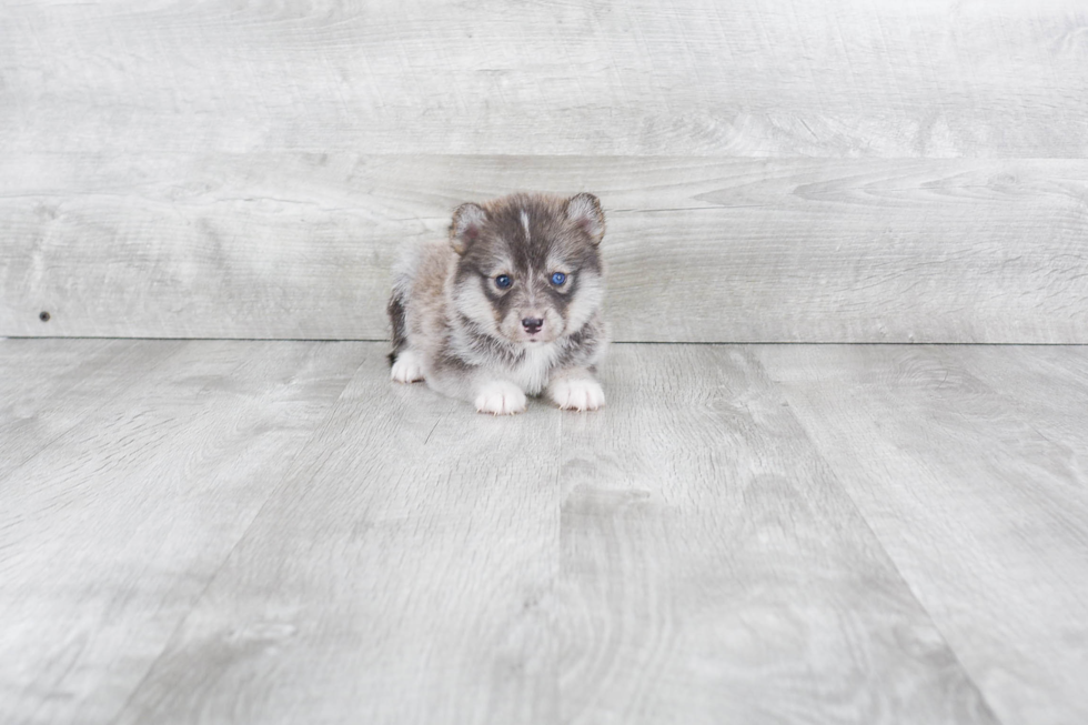 Pomsky Puppy for Adoption