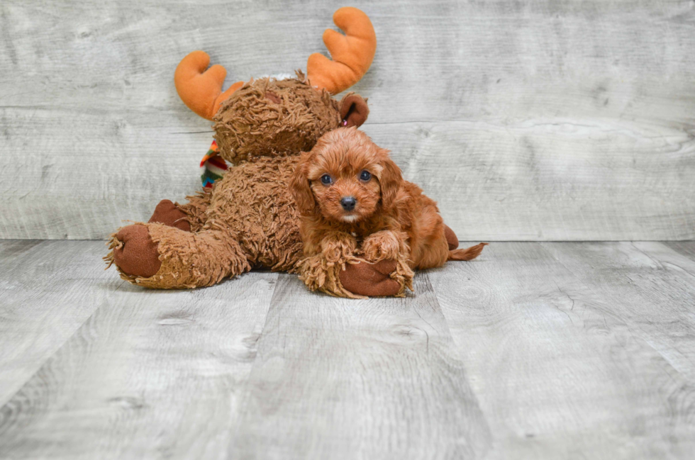 Cavapoo Puppy for Adoption